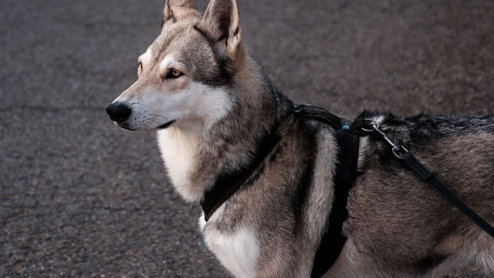 A Saarloos Wolfdog