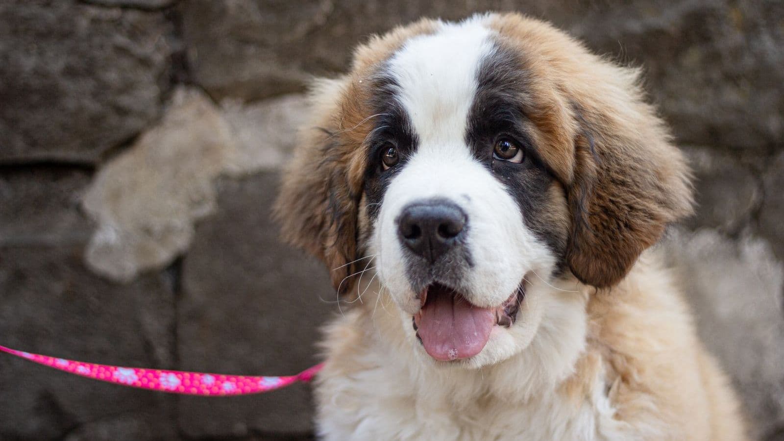 A Saint Bernard