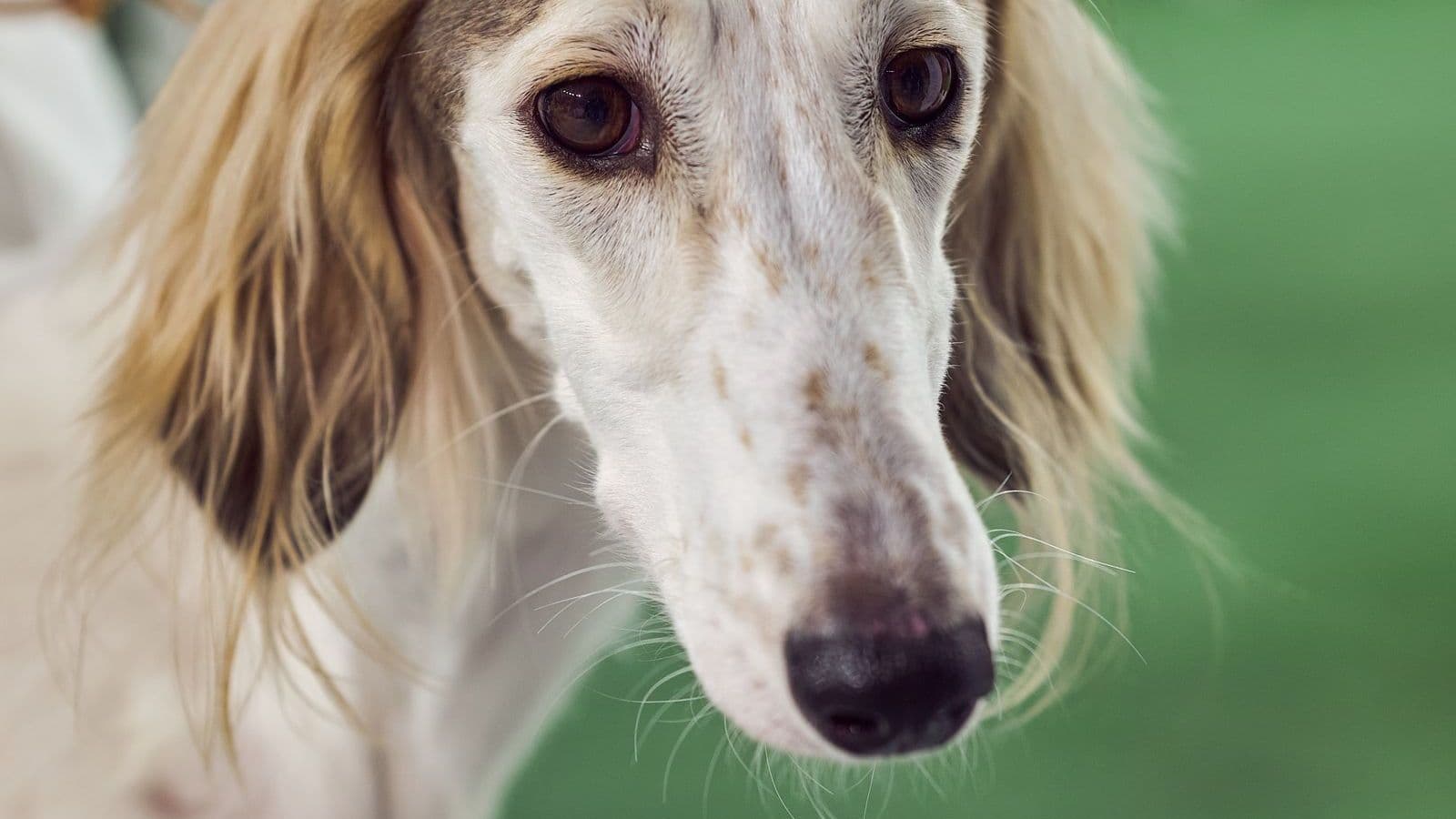 A Saluki dog