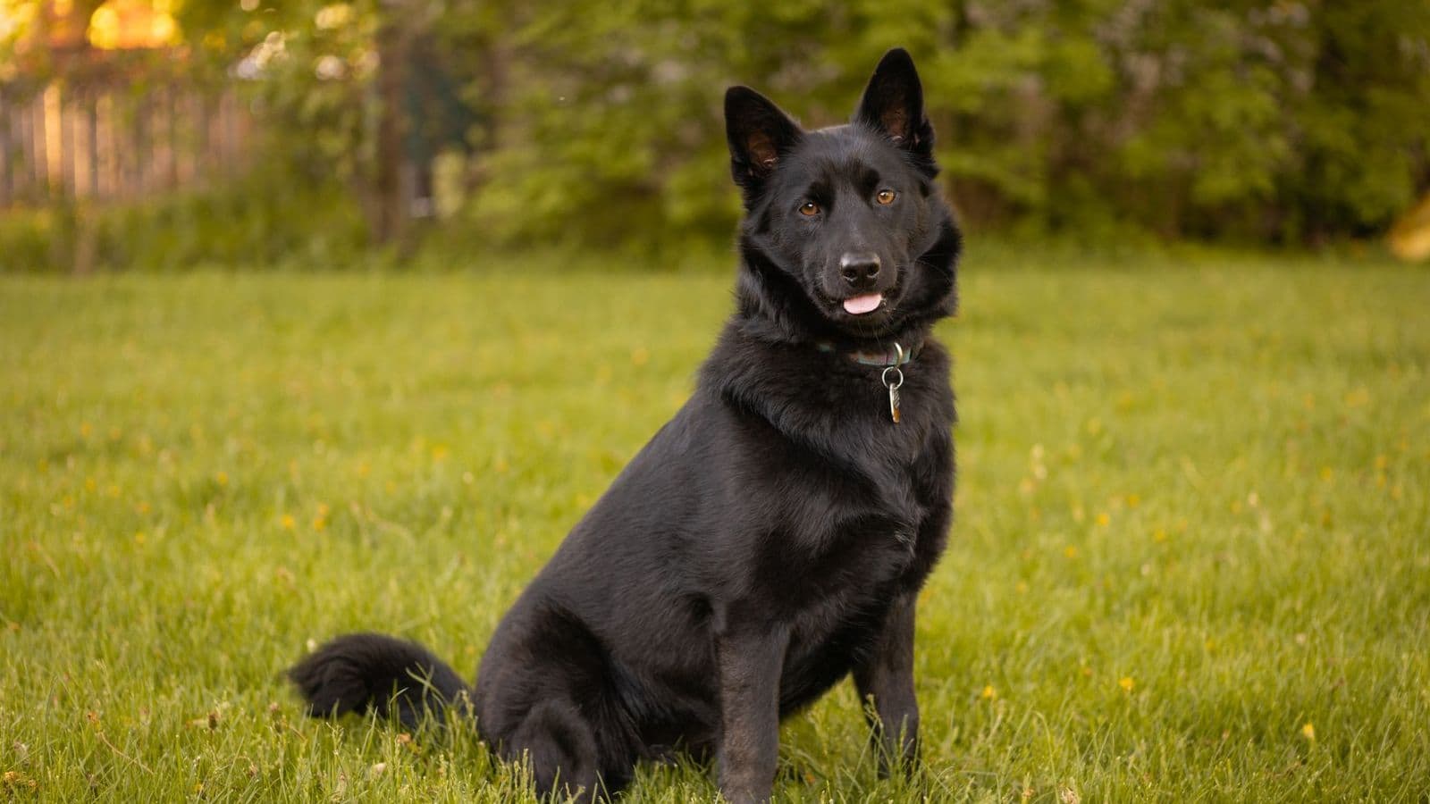 A Schipperke