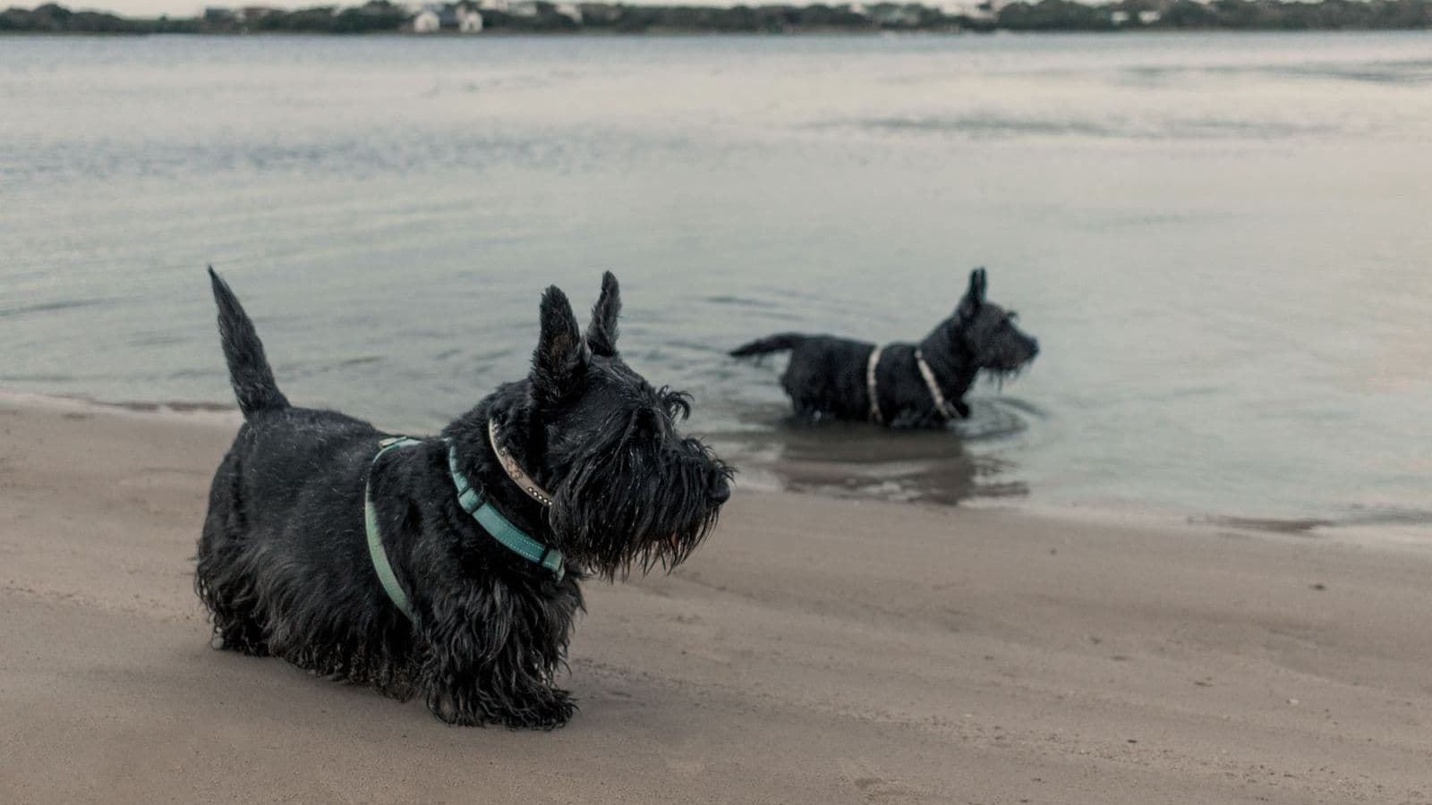 A Scottish Terrier