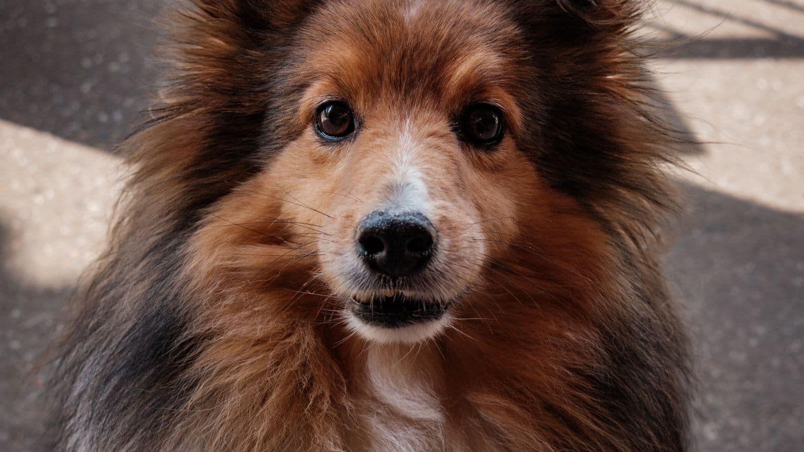 A Shetland Sheepdog