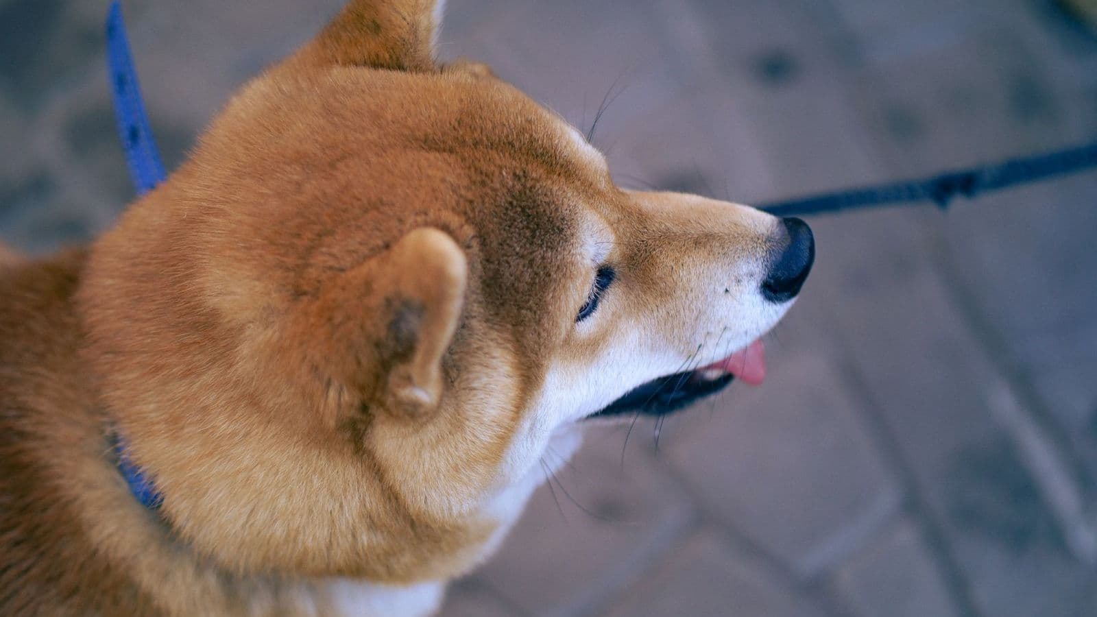 A Shiba Inu, a typical spitz-type breed