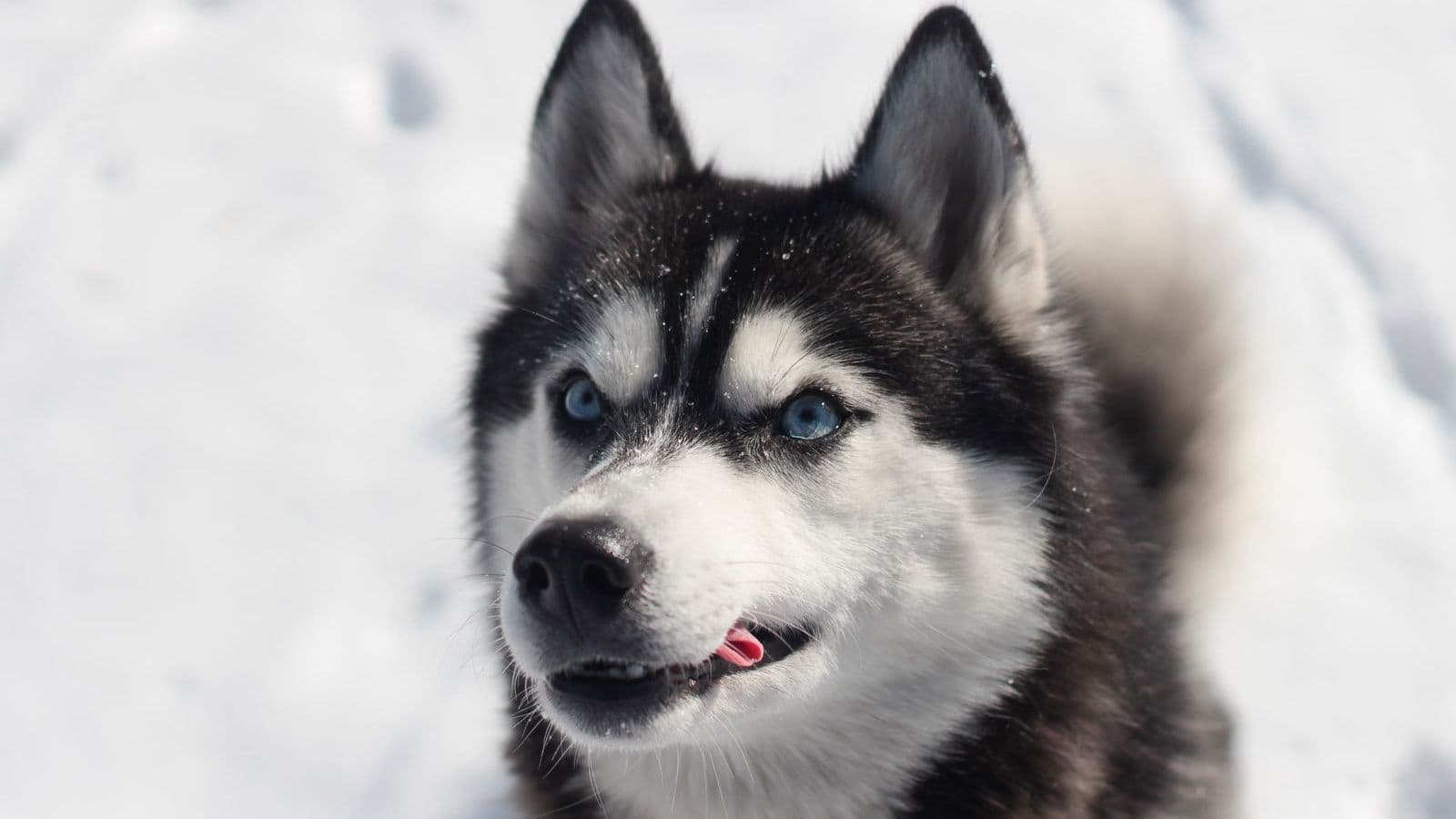 A Siberian Husky
