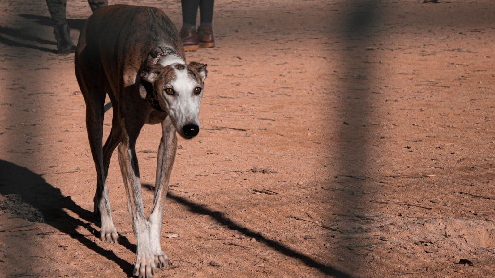 A Spanish Greyhound