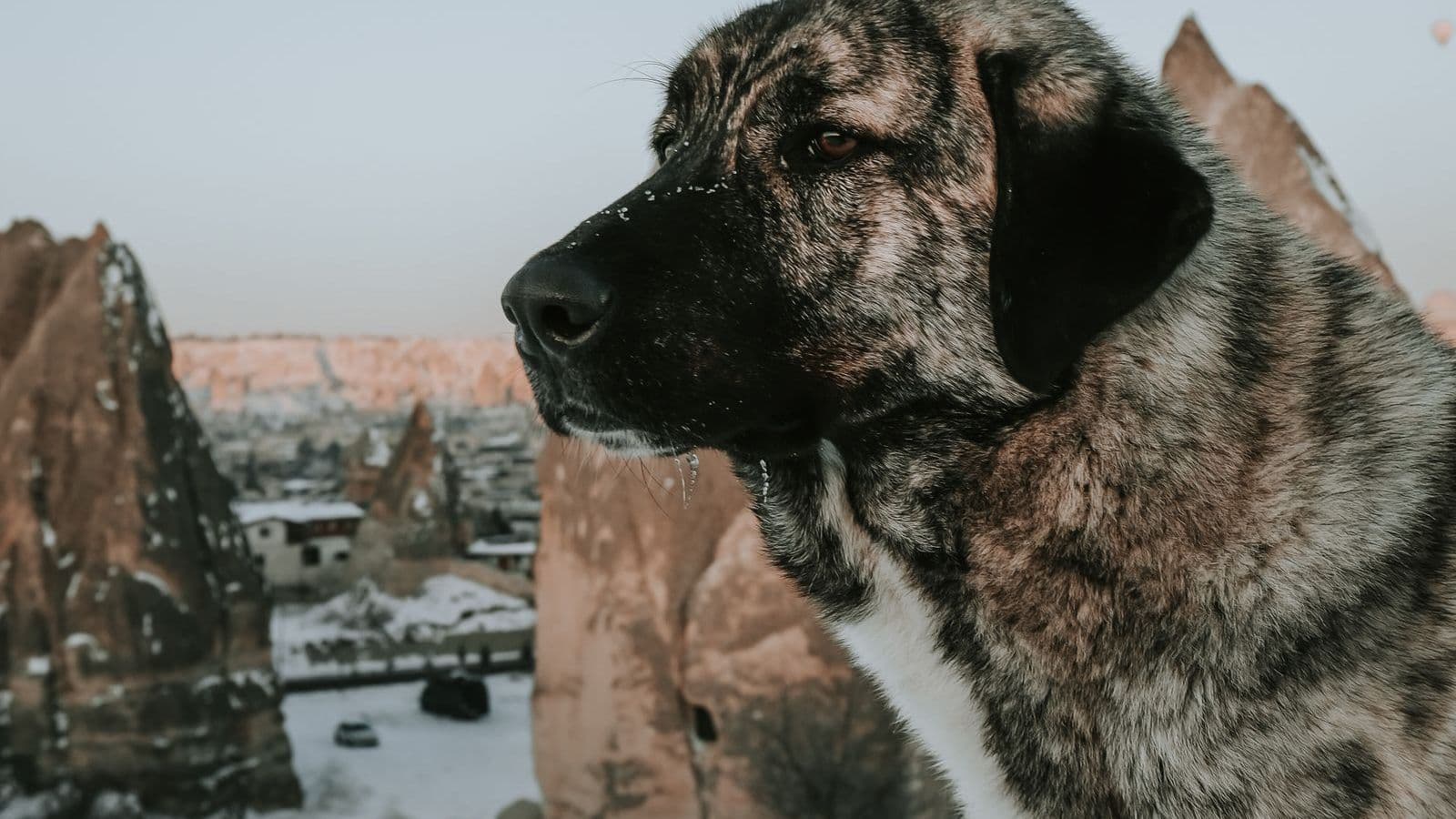A Spanish Mastiff
