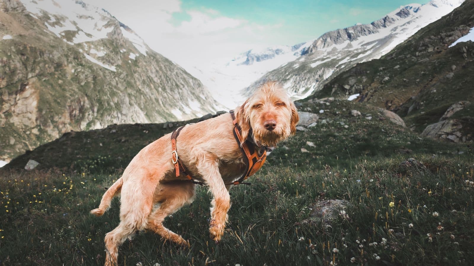 A Spinone Italiano
