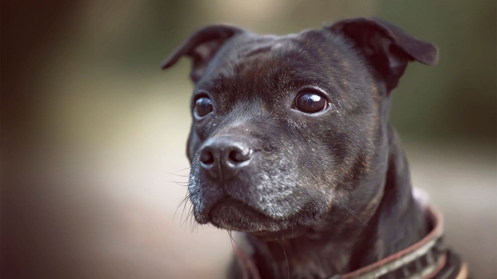 A Staffordshire Bull Terrier