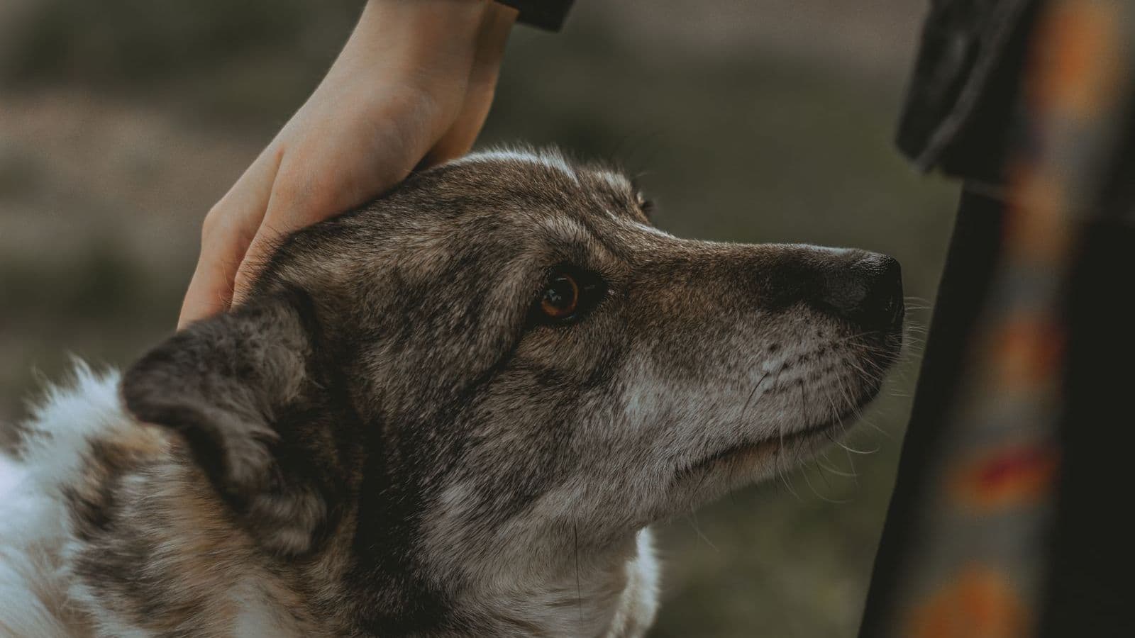 A Swedish Vallhund