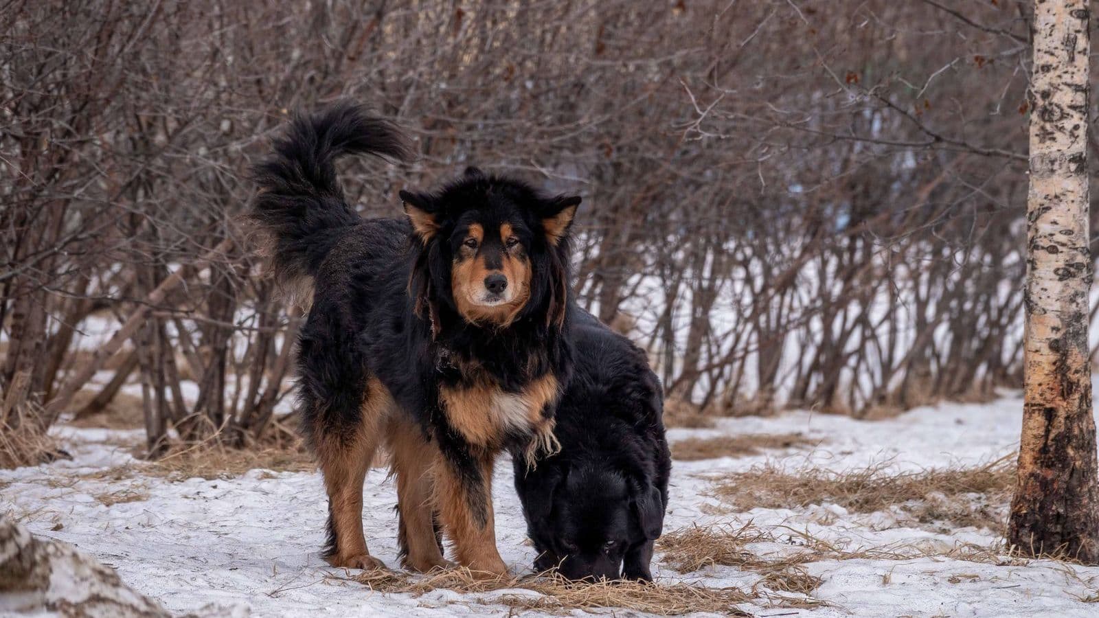 A Tibetan Mastiff