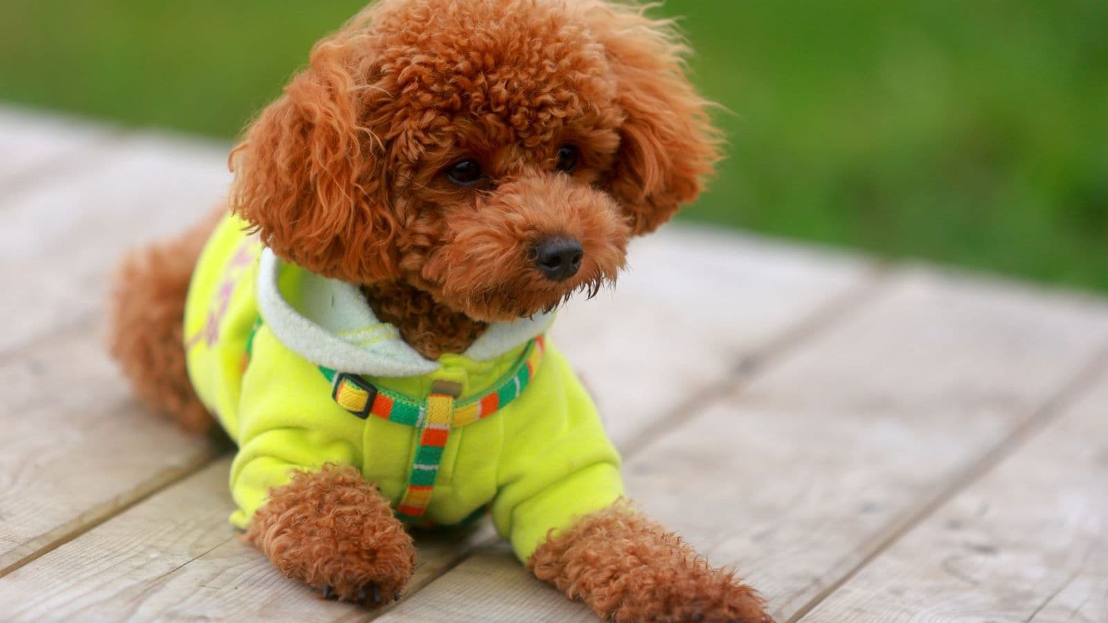 A Toy Poodle