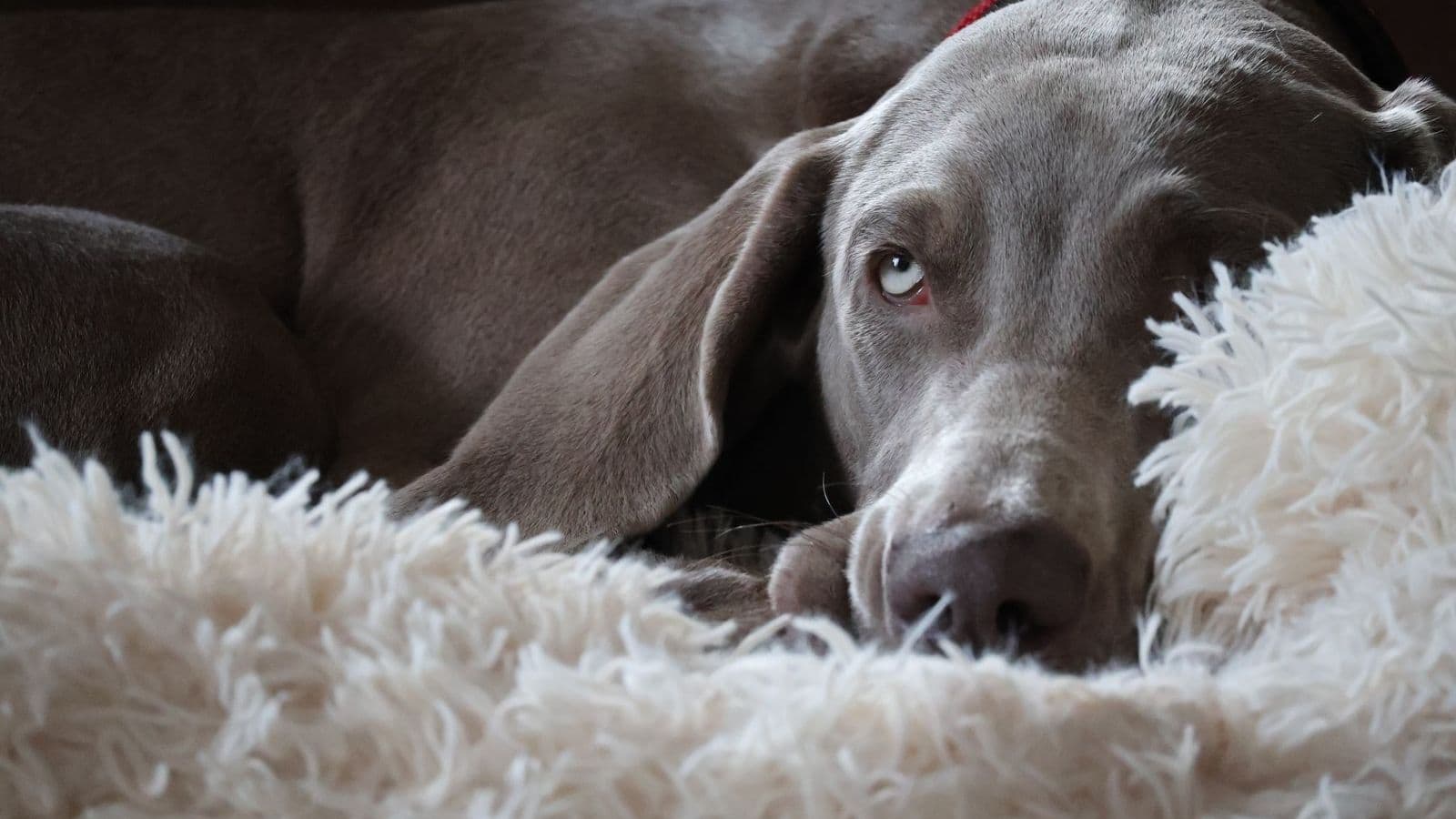 A Weimaraner