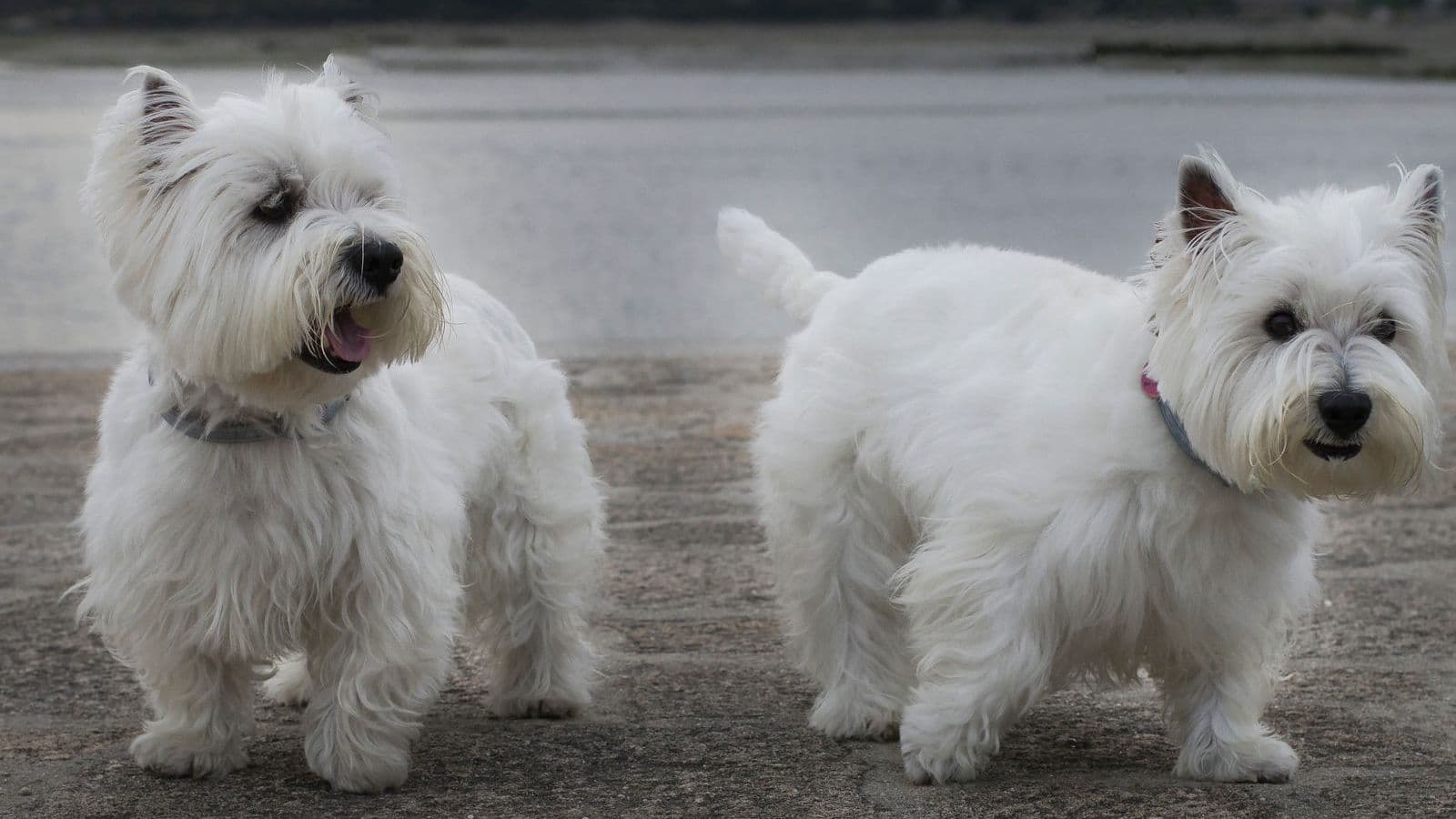 A West Highland White Terrier