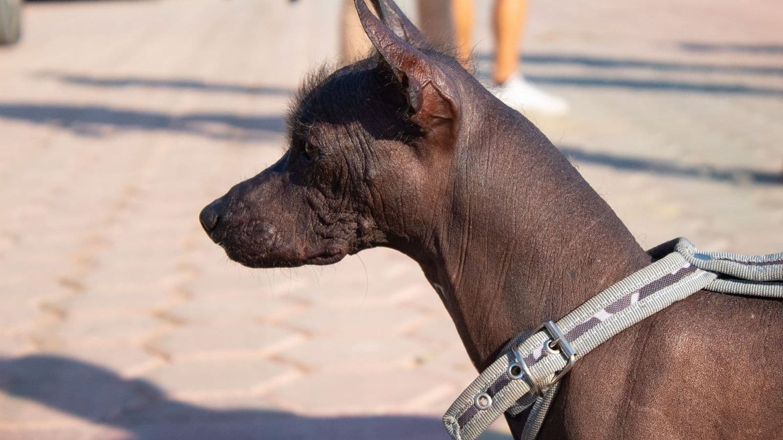 A Xoloitzcuintli