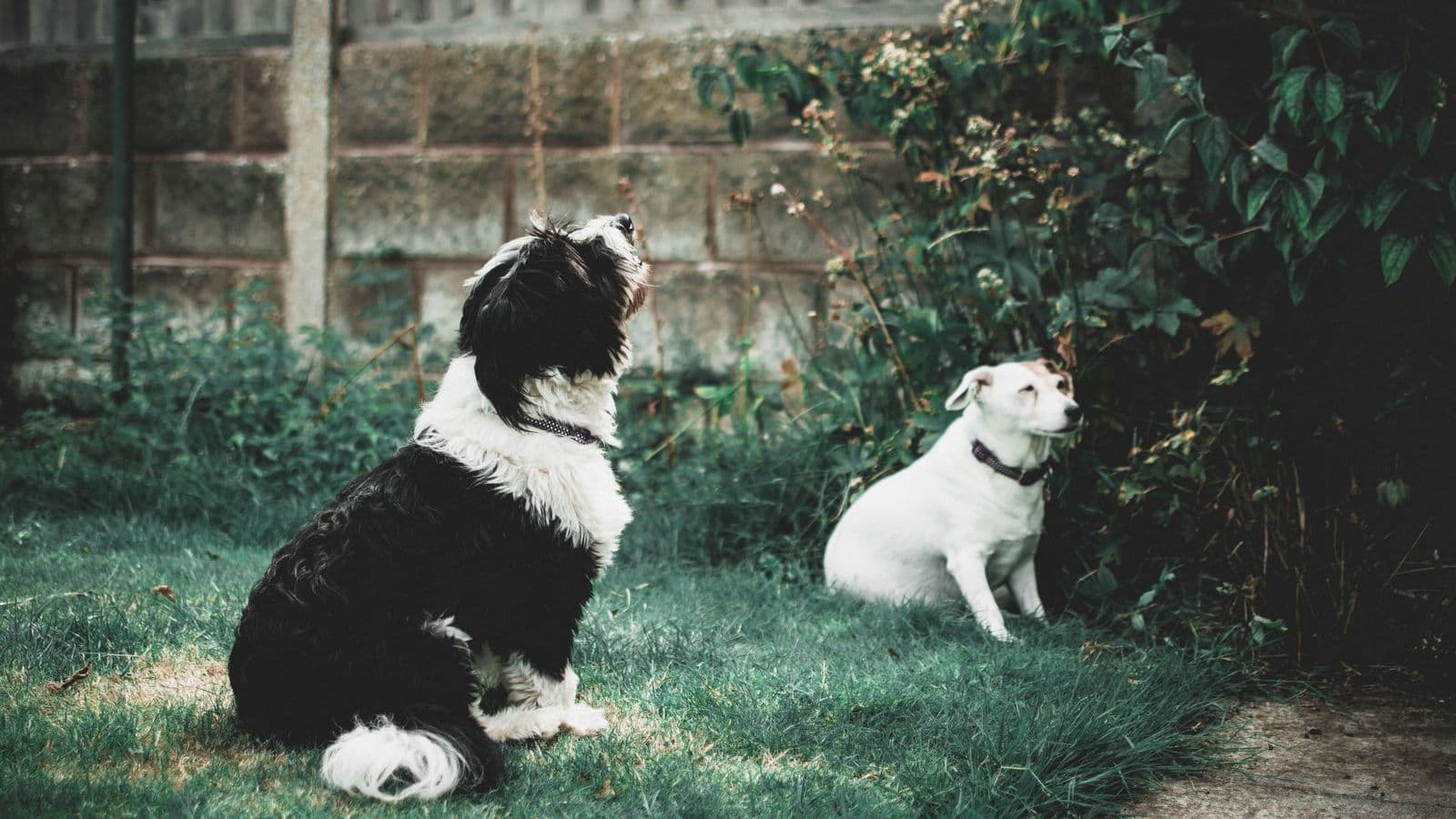 A black and white dog sitting on the grass