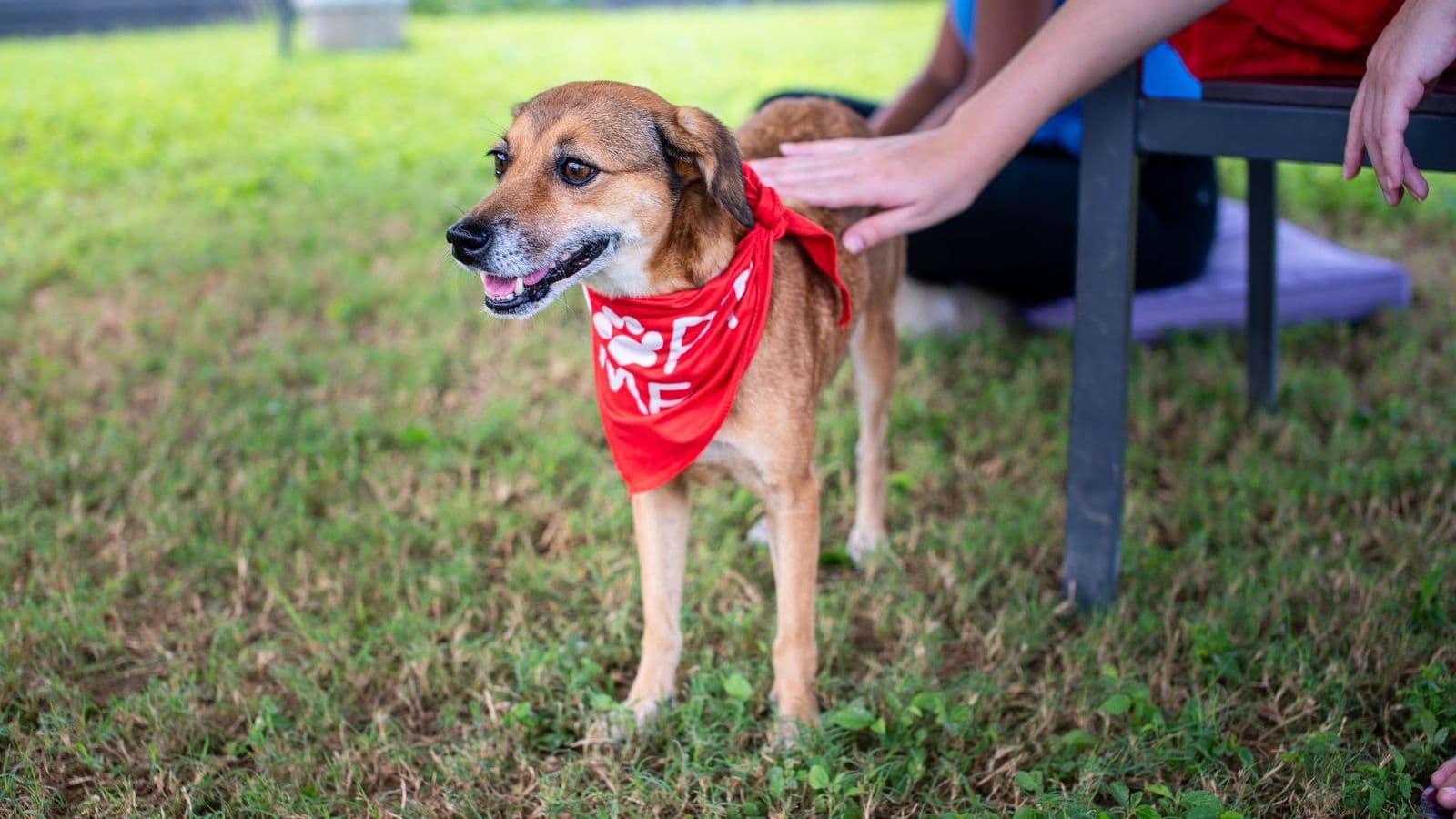 A rescue dog wearing a red bandana in a park
