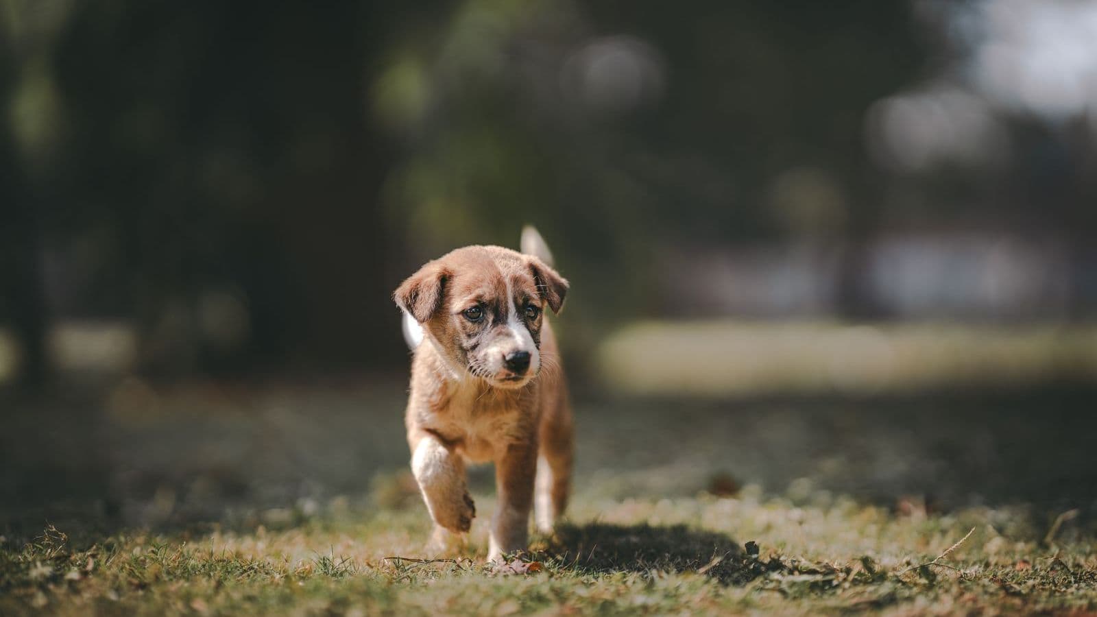A small puppy walking on a trail