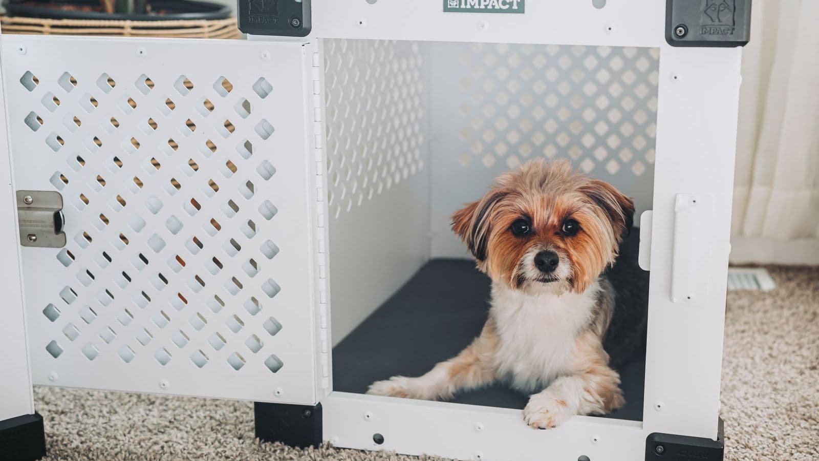 A small dog sitting calmly in an open white crate