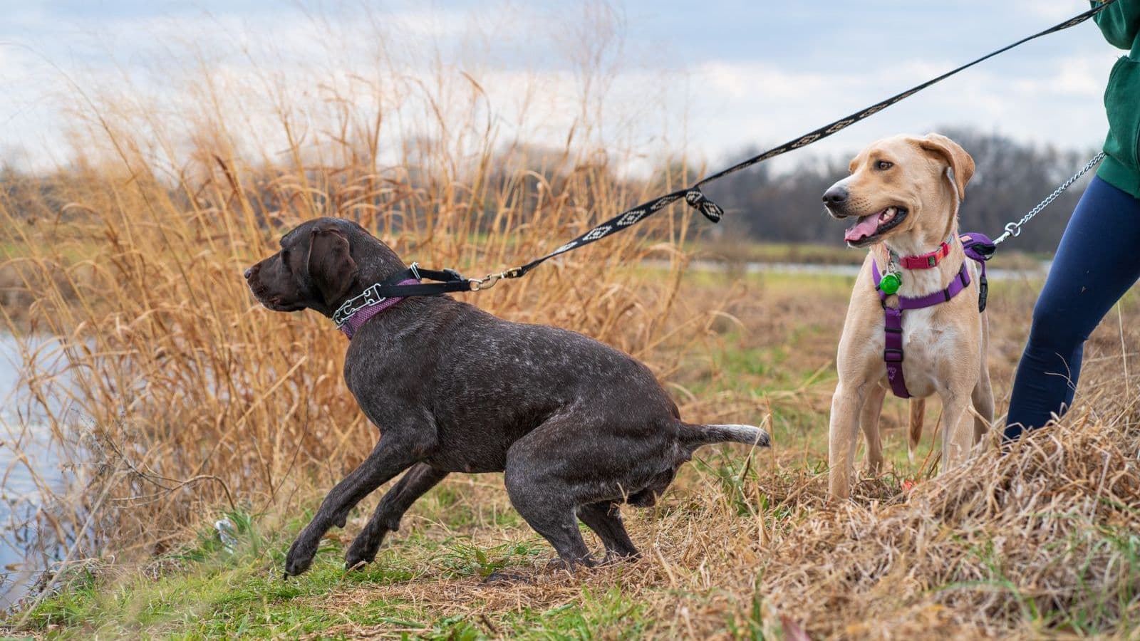 Two dogs on leashes, one pulling toward the other
