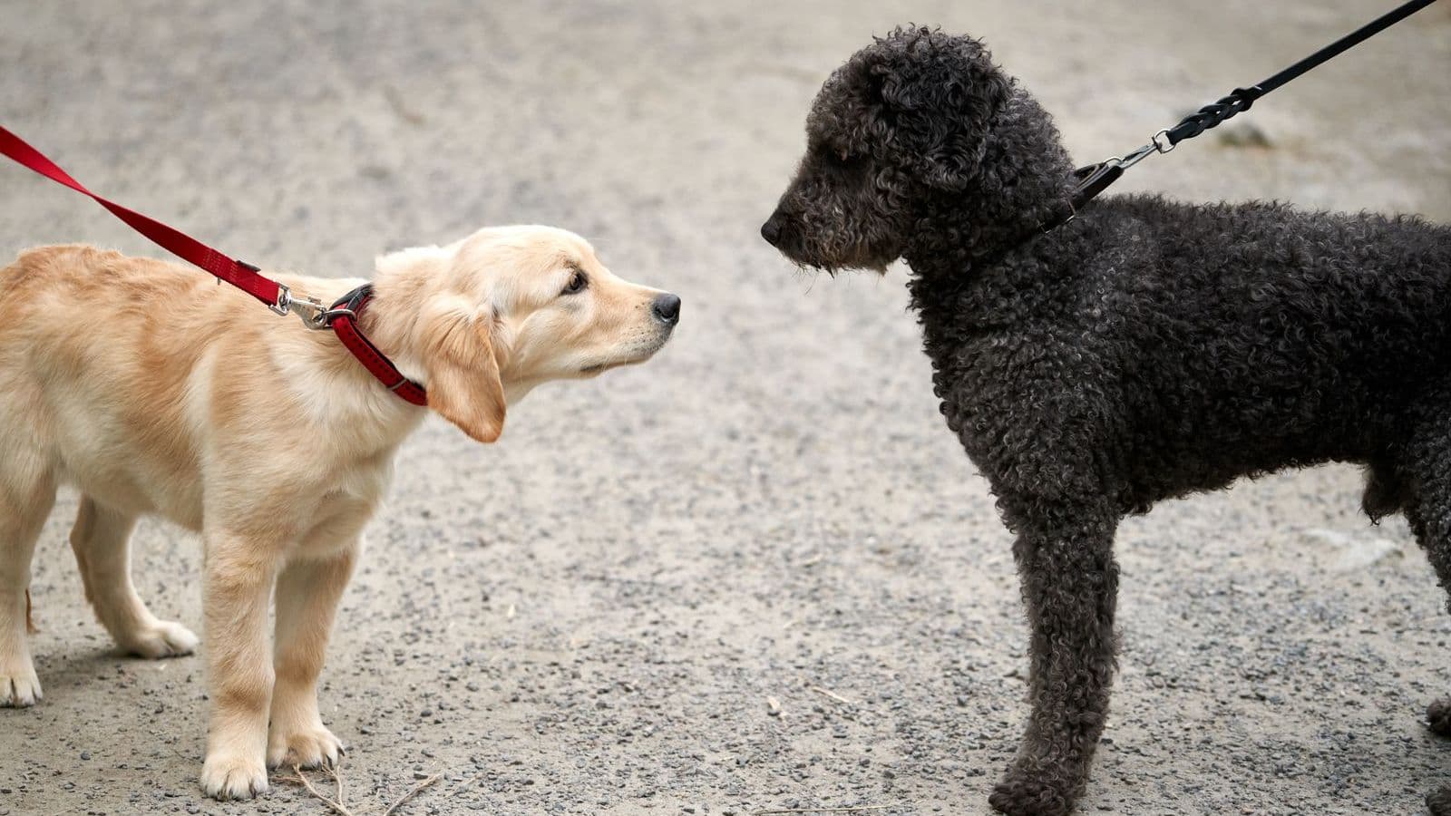 A golden puppy meeting a poodle on a lead