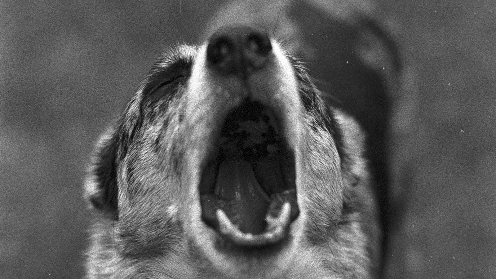 A dog barking, in black and white