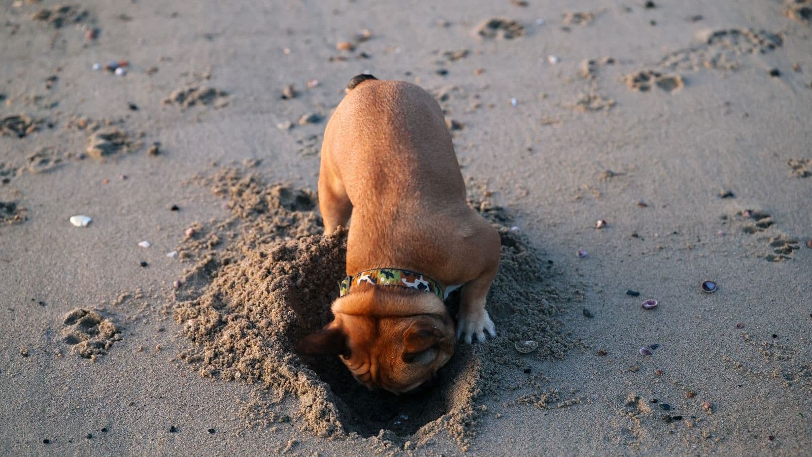 A dog digging a hole in the sand