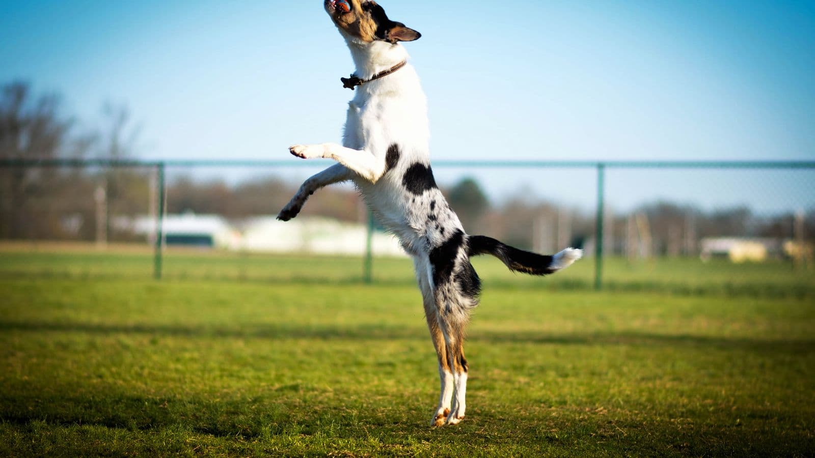 A dog jumping high in a grassy field