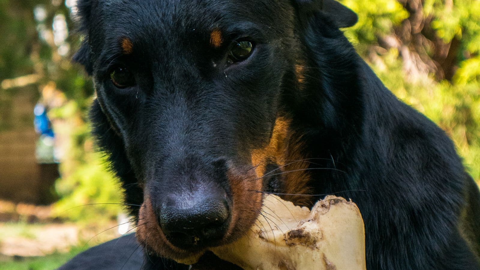 A dog holding a chew bone in its mouth