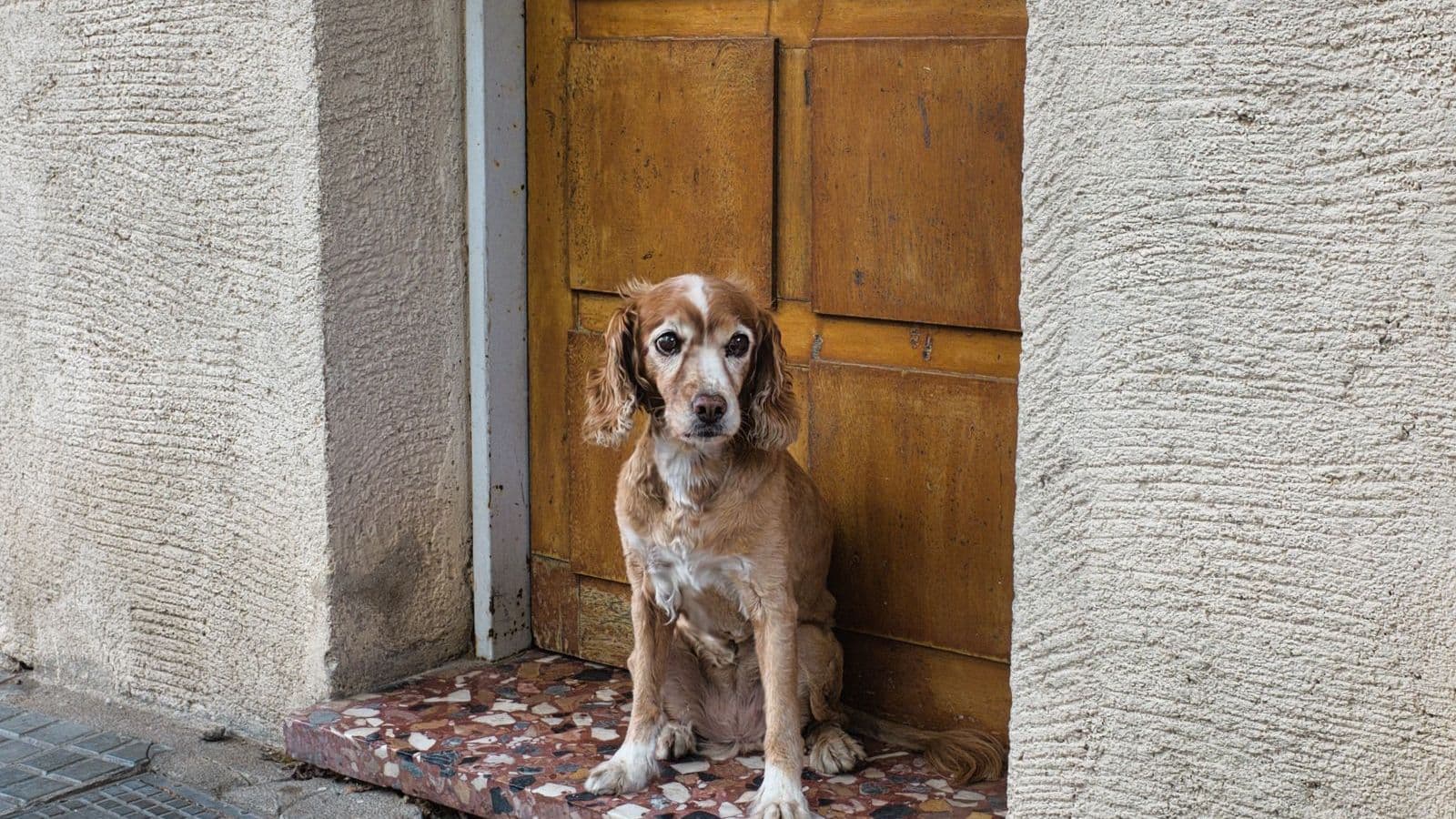 A dog waiting by a wooden door