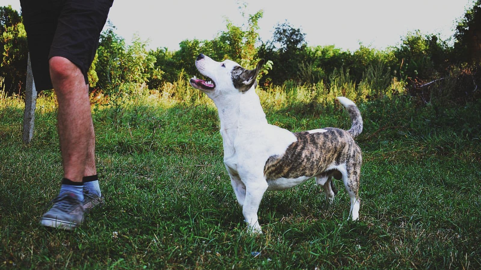 A dog looking up at its owner on the grass
