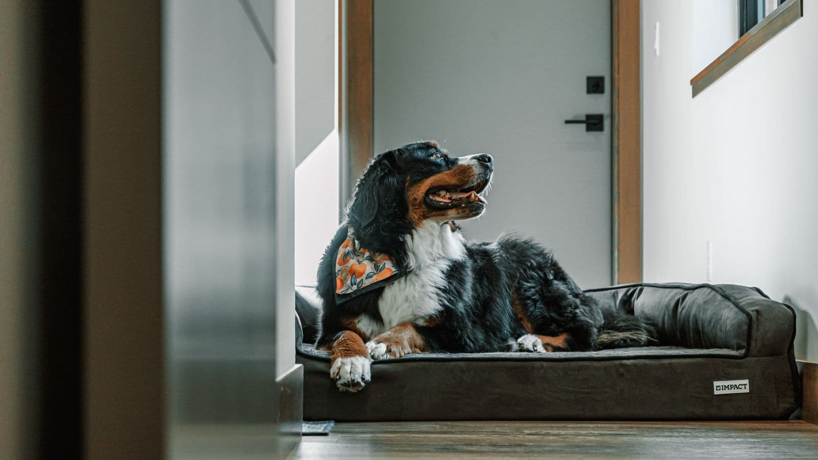 A dog resting on a raised dog bed