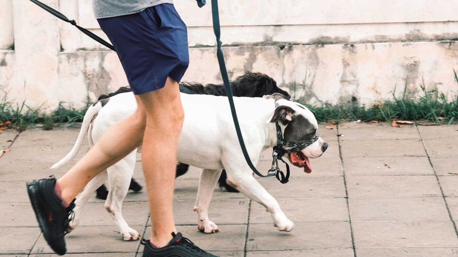 A dog walking beside its owner on a pavement
