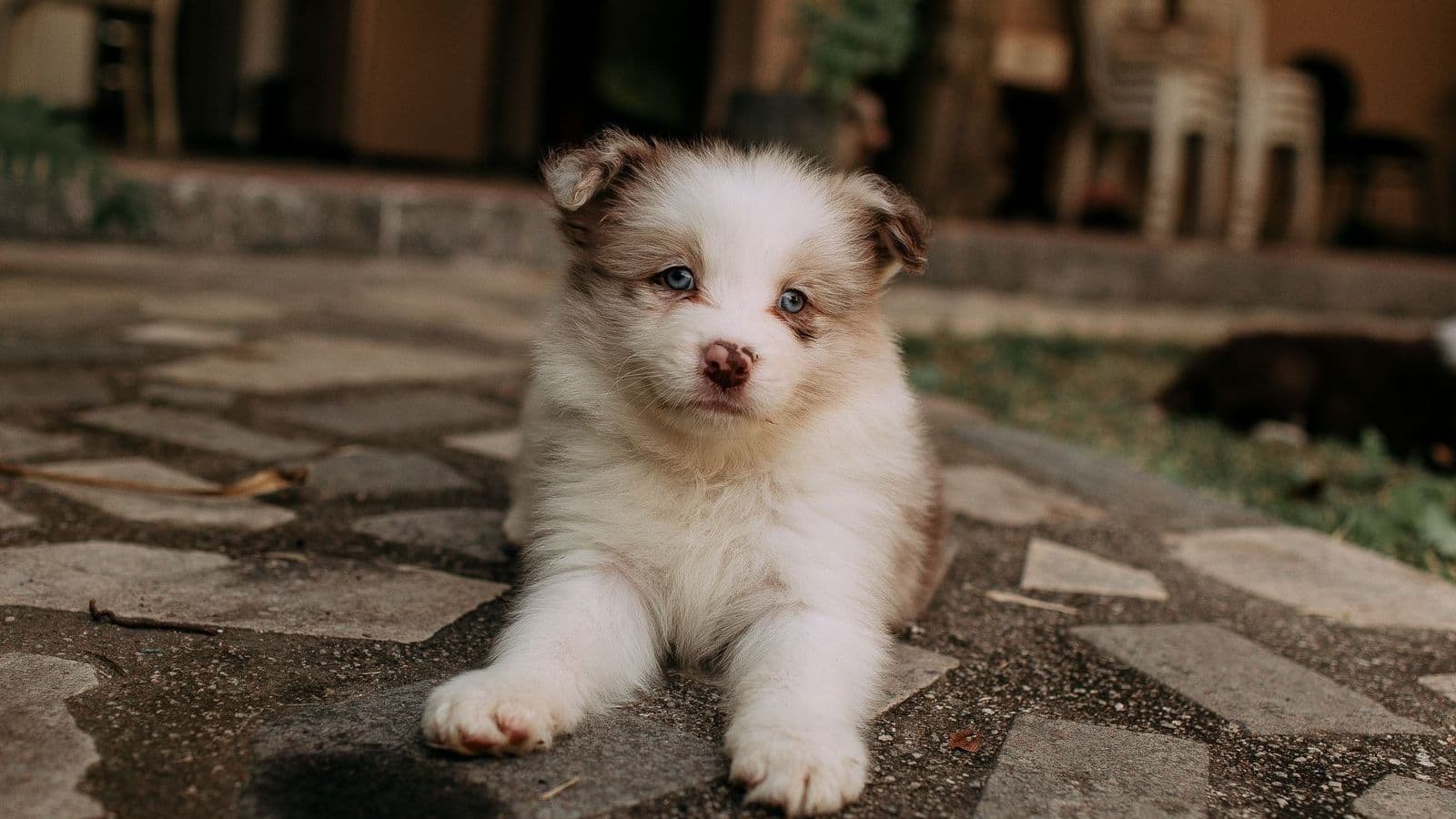 A fluffy puppy lying on a stone path