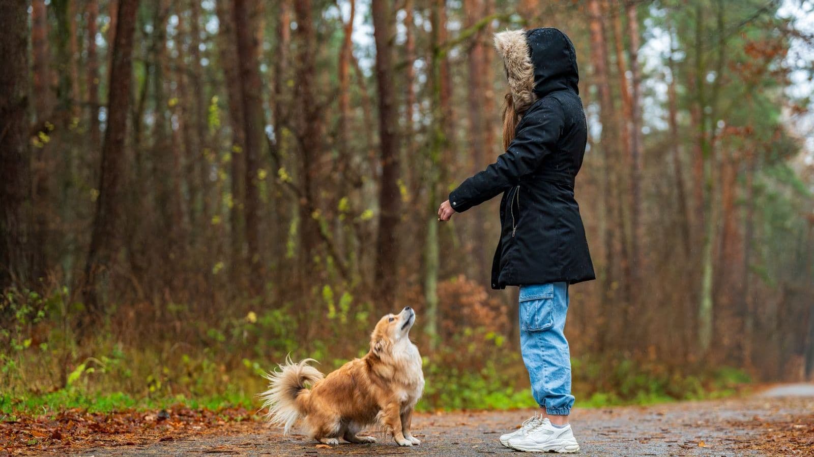 A woman training a small dog in a forest