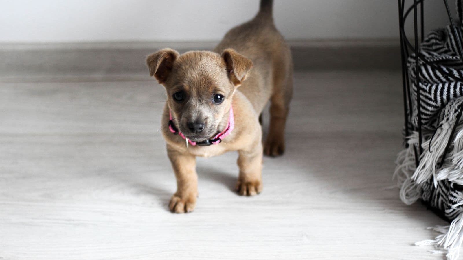 A puppy walking across a bright room