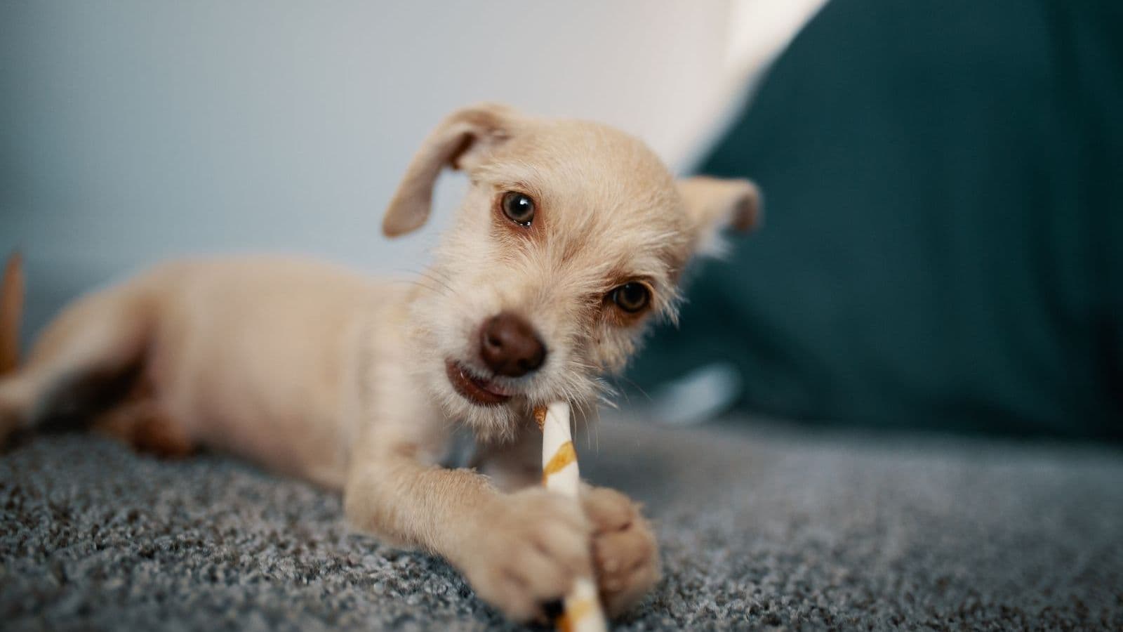 A puppy chewing on a toy
