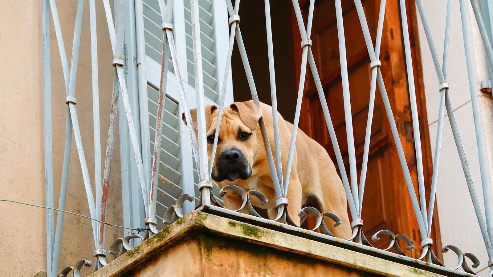 A puppy looking out from an apartment balcony