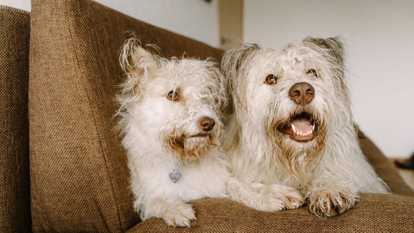 Two shaggy dogs sitting together on a sofa