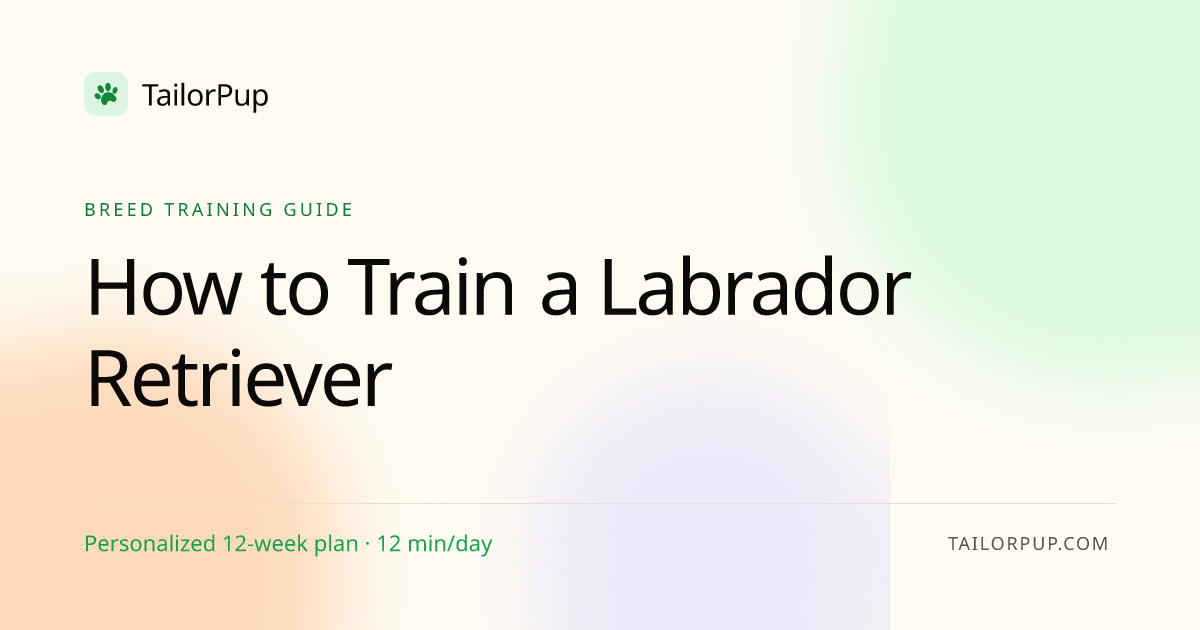 How to Train a Labrador Retriever: Step-by-Step Plan (2026) · TailorPup